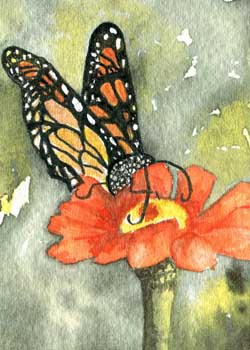 "Olbrich Monarch" by Anne Irish, Middleton WI - Watercolor - SOLD